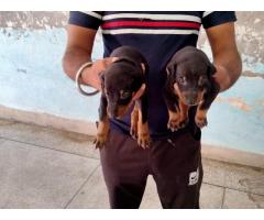 Doberman Puppies available in Gurgaon