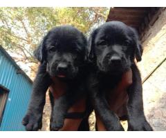 Black Labrador Price in Pune, For Sale, Buy online - 1