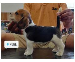Beagle Puppy In Pune - 2