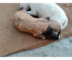 Lhasa Apso Puppy available in moga punjab