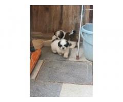 Shih Tzu Puppy for Sale - 1