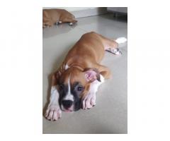boxer Male and Female Available