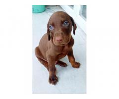 Doberman male and female with kci available in pune - 1