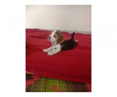Beagle Puppy Price in Pune, For Sale, Buy Online - 1