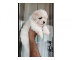 Maltese puppies for sale in Mumbai, Buy Online, Price