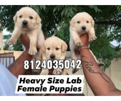 Buy Dog Online India, Pet Shop Near Me, Price, For Sale