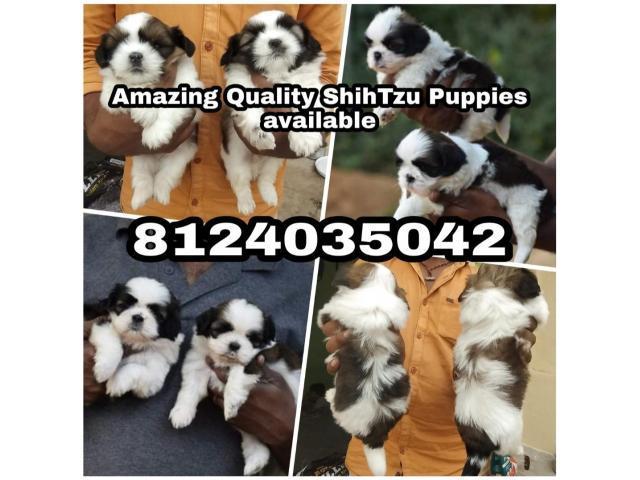 Amazing Quality Doberman, Shihtzu Puppies for sale in Chennai - 1/1