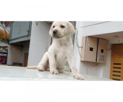 Labrador Puppy Available in MP