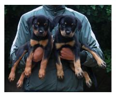 Rottweiler Puppies Available for Sale - 1