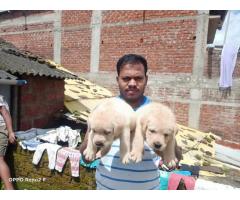 Labrador for sale in Kolhapur, Buy Online, Pet Store