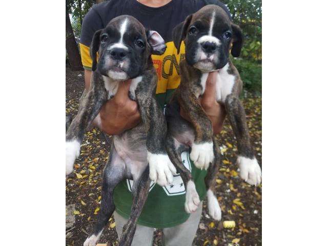 Boxer male or female puppy available - 1/2