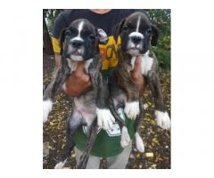 Boxer male or female puppy available - 1