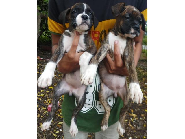 Boxer male or female puppy available - 2/2