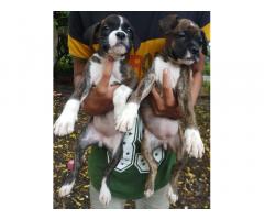 Boxer male or female puppy available - 2