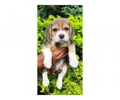 Beagle female available - 1