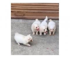 Pom Puppy Available - 1