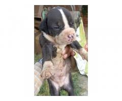 PitBull Puppies Available - 1