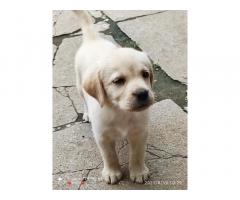 Labrador Puppies Price in Delhi, Lab Price Delhi, For Sale - 1