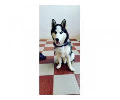 Husky Available in Bangalore