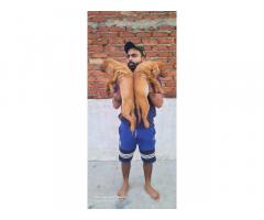 French Mastiff available for sale Delhi