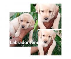 Labrador Price in Ludhiana Punjab, Lab Puppy Price in Ludhiana