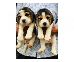 Beagle Puppy Available