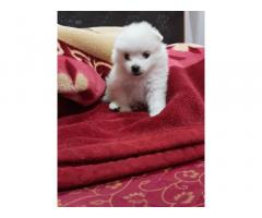 Snow white full short pom male puppy available