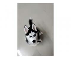 Husky blue eyes male puppy Price in Mumbai, For Sale - 1