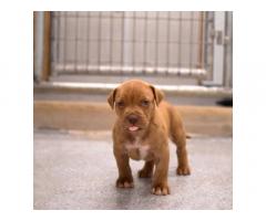 American Pitbull male puppy Red color Red nose available in pune - 1
