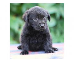 Labrador Puppies Price in Chakan Pune, For Sale - 2