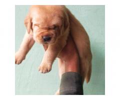 Labrador puppy for sale in delhi, buy online, price - 1