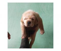 Labrador puppy for sale in delhi, buy online, price - 2
