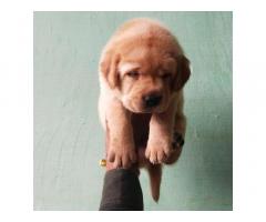 Labrador puppy for sale in delhi, buy online, price - 3