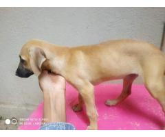 Chippiparai puppies available for sale in Chennai - 1