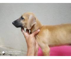 Chippiparai puppies available for sale in Chennai - 2