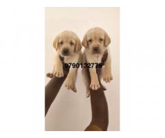 Lab puppies Coimbatore for Sale - 1