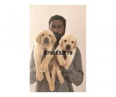 Lab puppies Coimbatore for Sale - 2