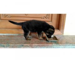 GSD Puppy for sale in Coimbatore - 1