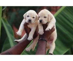 Black female and fawn male lab available Chennai - 1