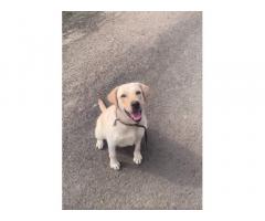 Lab Adult Female Pune For Sale - 1