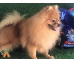 Beautiful Toy Pom Male available for loving homes
