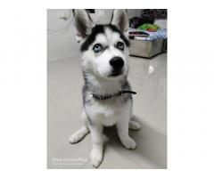 Husky Male Puppy  for Sale proper wolly court