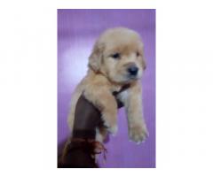 Golden Retiver male pup available in Pune