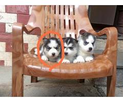 Husky Puppies Available in Mumbai - 2