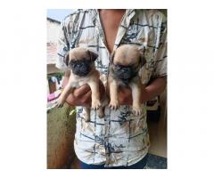 Pug Puppies Price in Pune, Pug For Sale - 1