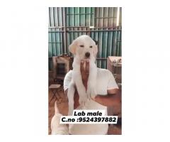 Lab male Puppy Available for Sale Tenkasi