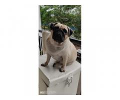 15 Month Old Pug Female available - 1