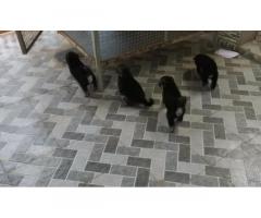 Gsd Puppies Available for Sale - 1