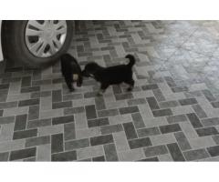 Gsd Puppies Available for Sale - 2