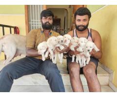 Labrador Puppies Price in Coimbatore, Lab Dog for sale